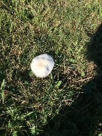 Agaricus campestris image