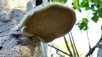 Piptoporus betulinus image