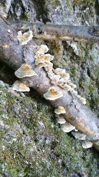 Trametes versicolor image