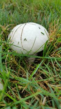 Agaricus bisporus image