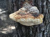 Fomitopsis pinicola image