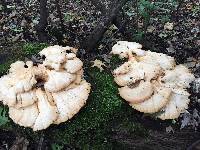 Laetiporus sulphureus image