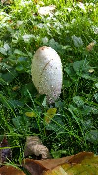 Coprinus comatus image