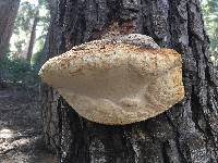 Fomitopsis pinicola image