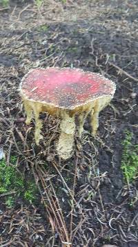 Amanita muscaria image