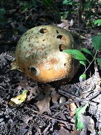 Calvatia gigantea image