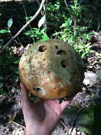 Calvatia gigantea image