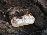 Fomitopsis pinicola image