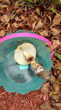 Amanita muscaria image