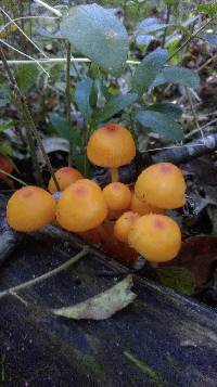 Mycena leaiana image