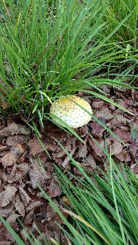 Amanita muscaria image