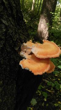 Laetiporus cincinnatus image