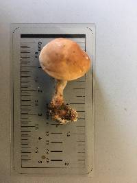 Gymnopus kauffmanii image