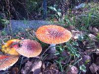 Amanita muscaria image