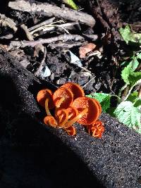 Mycena leaiana image