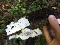 Trametes versicolor image