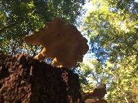 Laetiporus sulphureus image