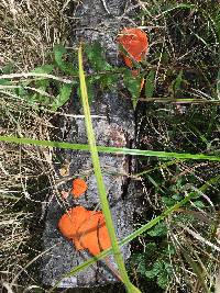 Pycnoporus cinnabarinus image