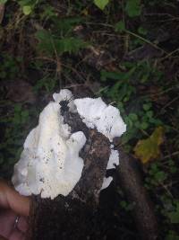 Trametes versicolor image