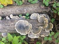 Trametes versicolor image