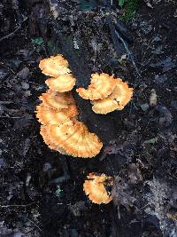 Laetiporus sulphureus image