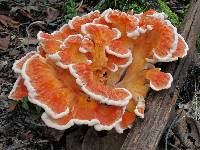 Laetiporus cincinnatus image