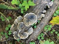 Trametes versicolor image