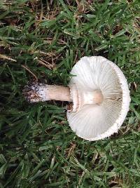 Chlorophyllum molybdites image