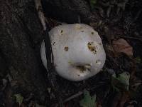 Calvatia gigantea image