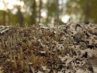 Cladonia macilenta image