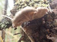 Schizophyllum commune image