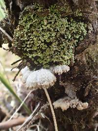 Schizophyllum commune image