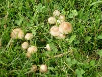 Marasmius oreades image