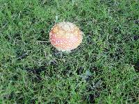 Amanita muscaria image