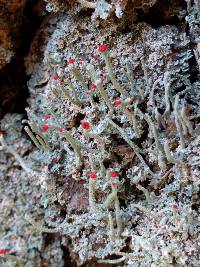 Cladonia macilenta image