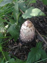 Coprinus comatus image