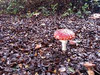 Amanita muscaria image