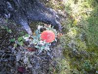 Amanita muscaria image