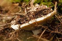 Russula brevipes image