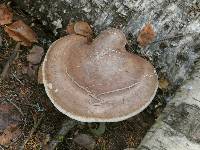 Fomitopsis betulina image