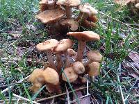 Armillaria tabescens image