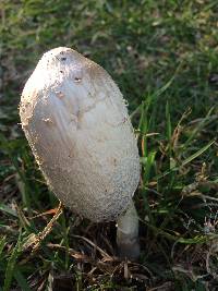 Coprinus comatus image