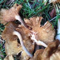 Armillaria tabescens image