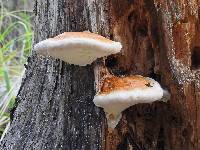 Fomitopsis pinicola image