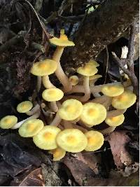 Armillaria tabescens image