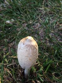 Coprinus comatus image