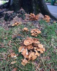 Armillaria tabescens image