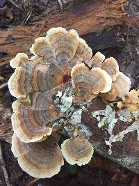 Trametes versicolor image