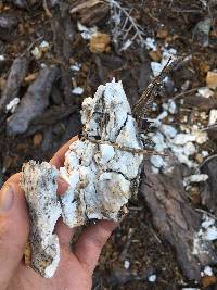 Laetiporus conifericola image