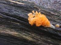 Tremella mesenterica image